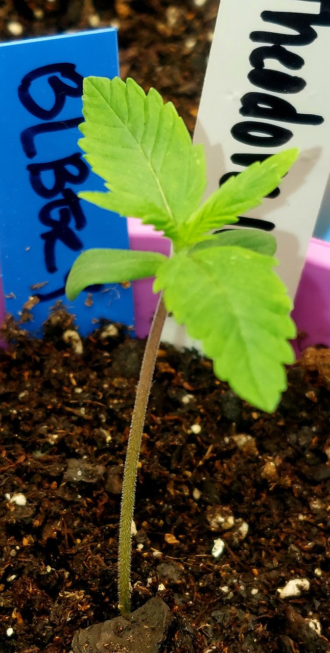 Blueberry-seedling