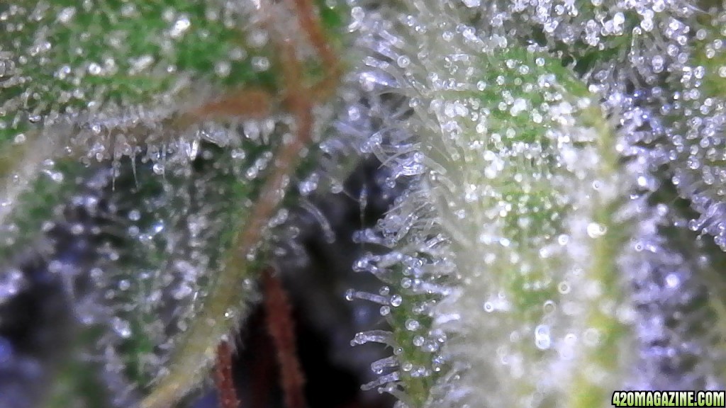 Blueberry (small tester nug) and its trichomes