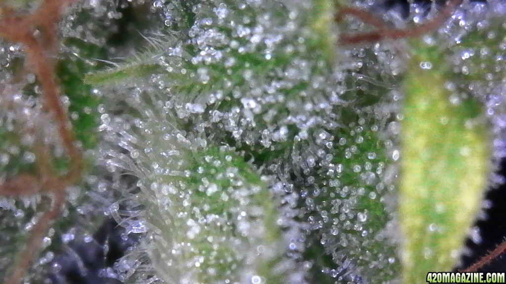 Blueberry (small tester nug) and its trichomes