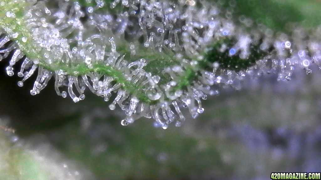 Blueberry (small tester nug) and its trichomes