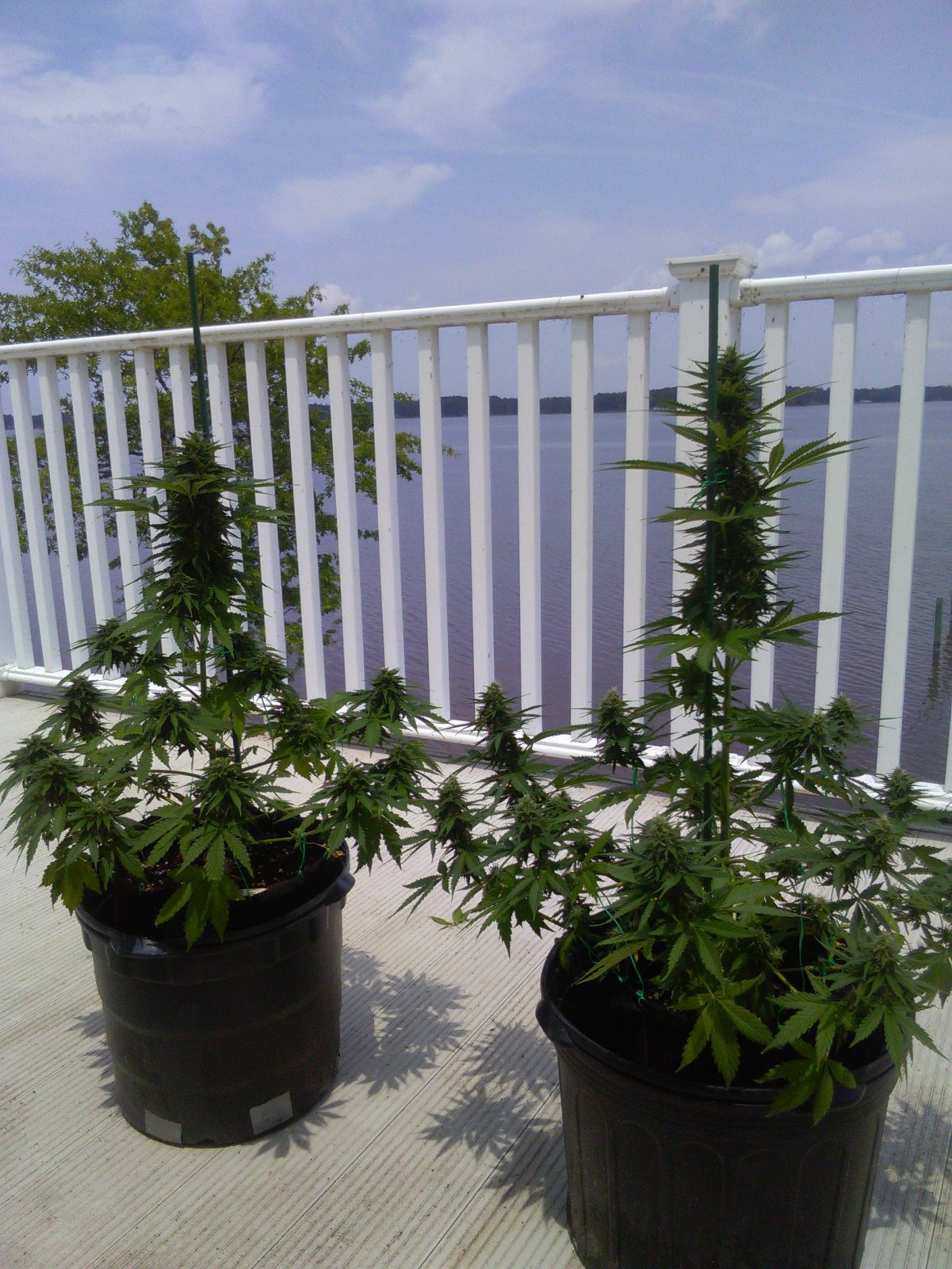 Blueberry & Tan dream,,5-24-21,, 8.5 Weeks.JPG