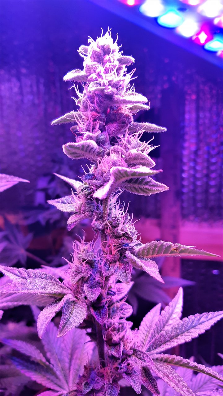 Blueberry (three weeks to go)