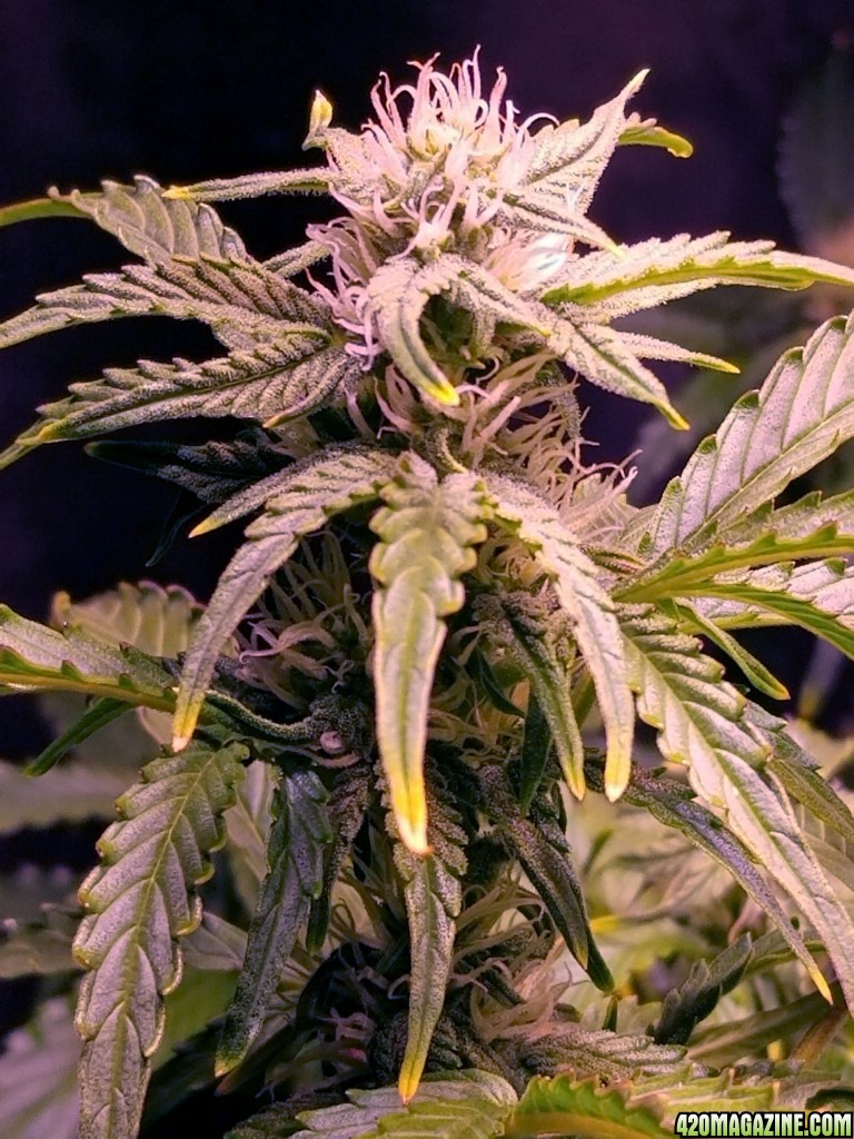 Blueberry Top Day 49