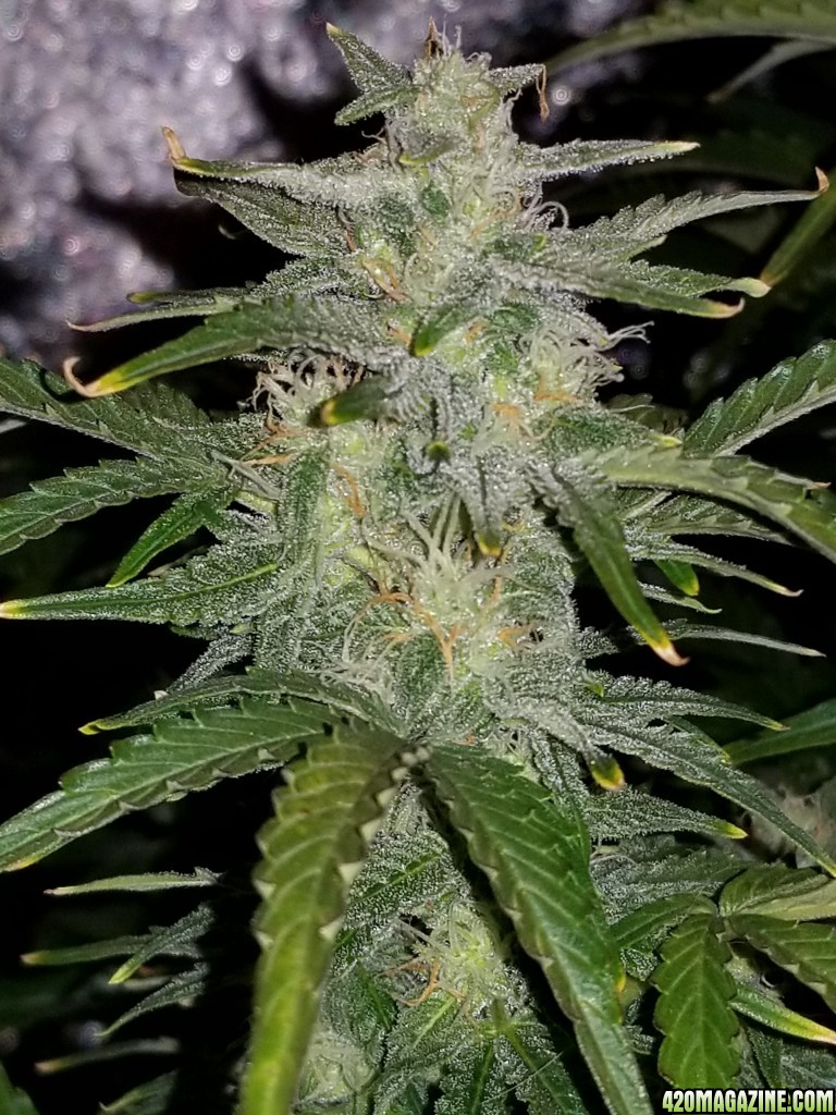 Blueberry Top Day 56