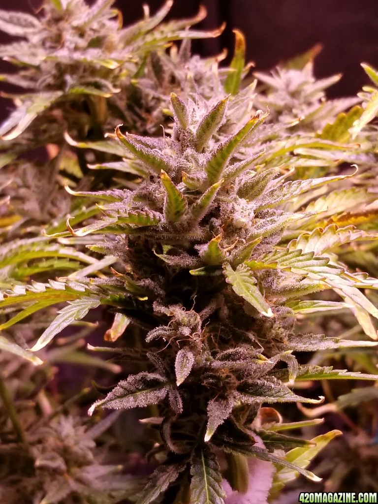 Blueberry Top Day 74