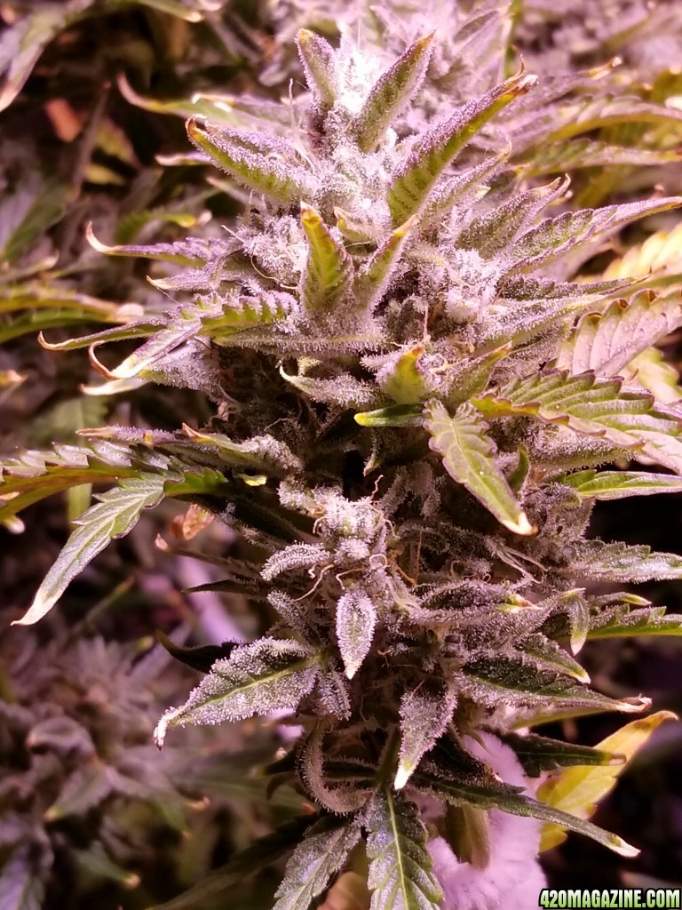 Blueberry Top Day 77