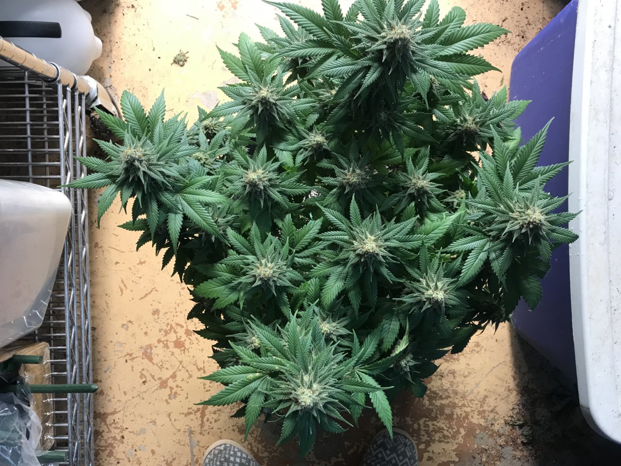 Blueberry1-j-Day 58F.jpeg