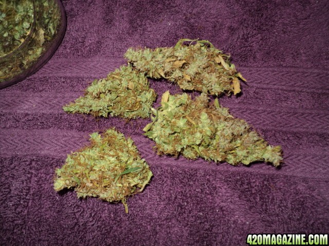 blueberry_buds1