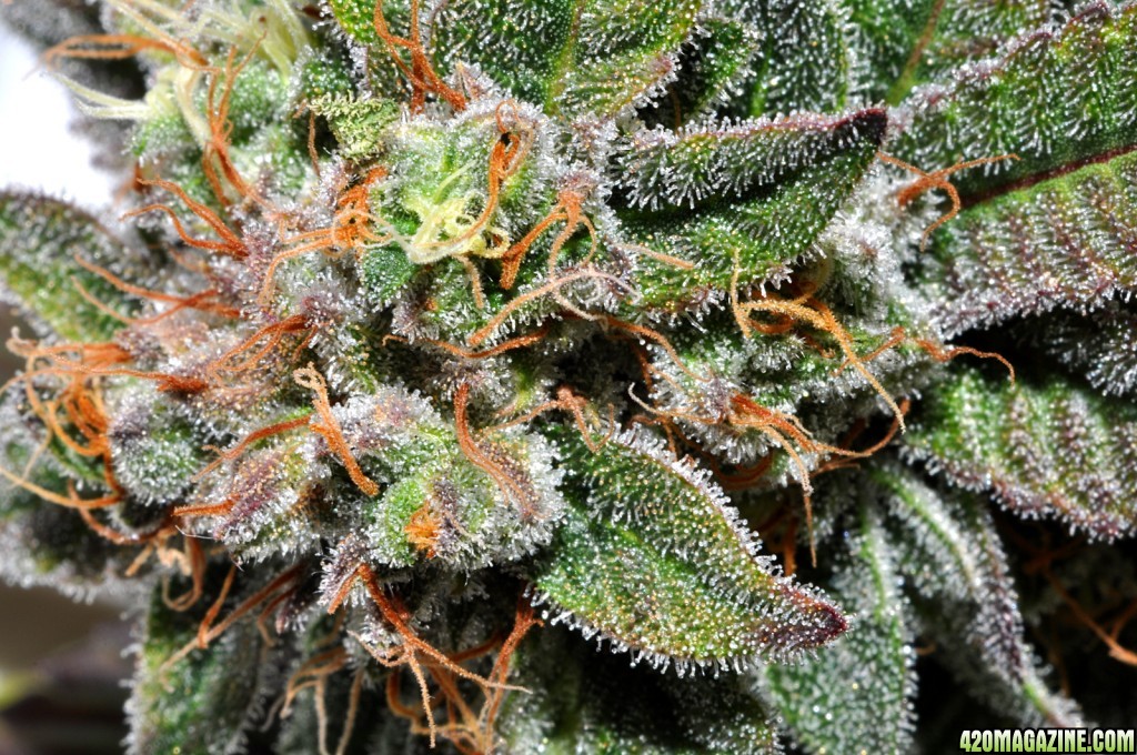 blueberry_closeup