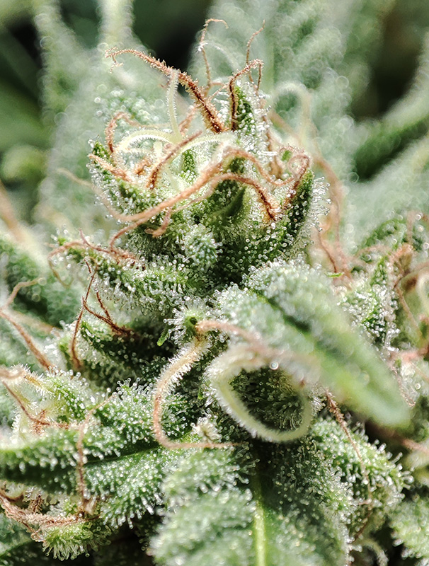 blueberry_trichomes1.jpg