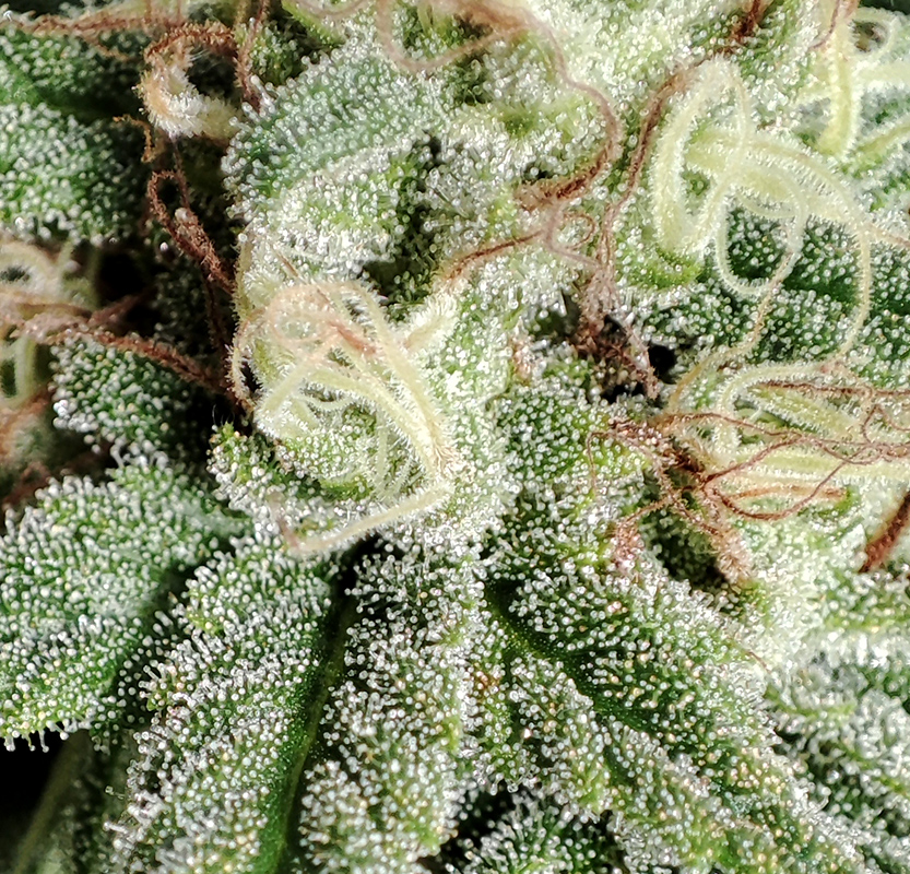 blueberry_trichomes1.jpg