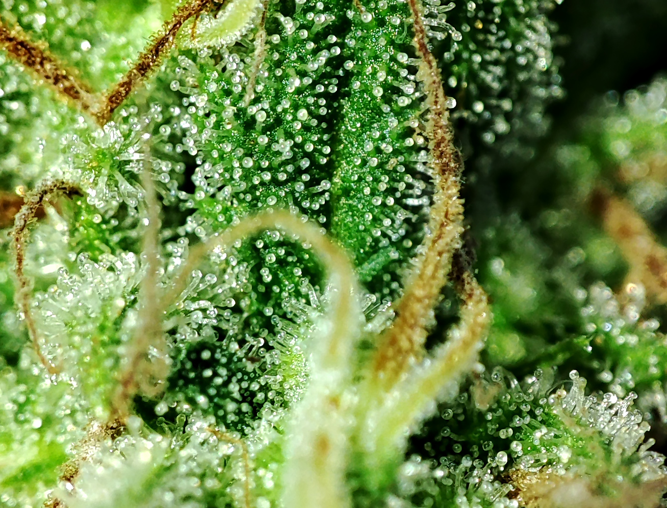 blueberry_trichomes1.jpg