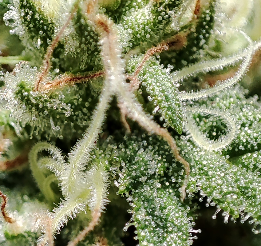 blueberry_trichomes2.jpg