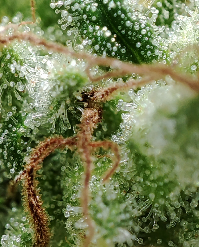 blueberry_trichomes2.jpg