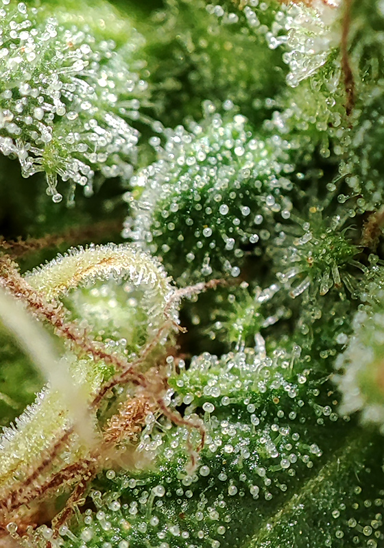 blueberry_trichomes3.jpg