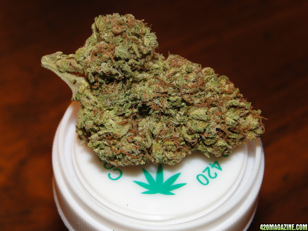 Blueberry_x_Cheese_Bud