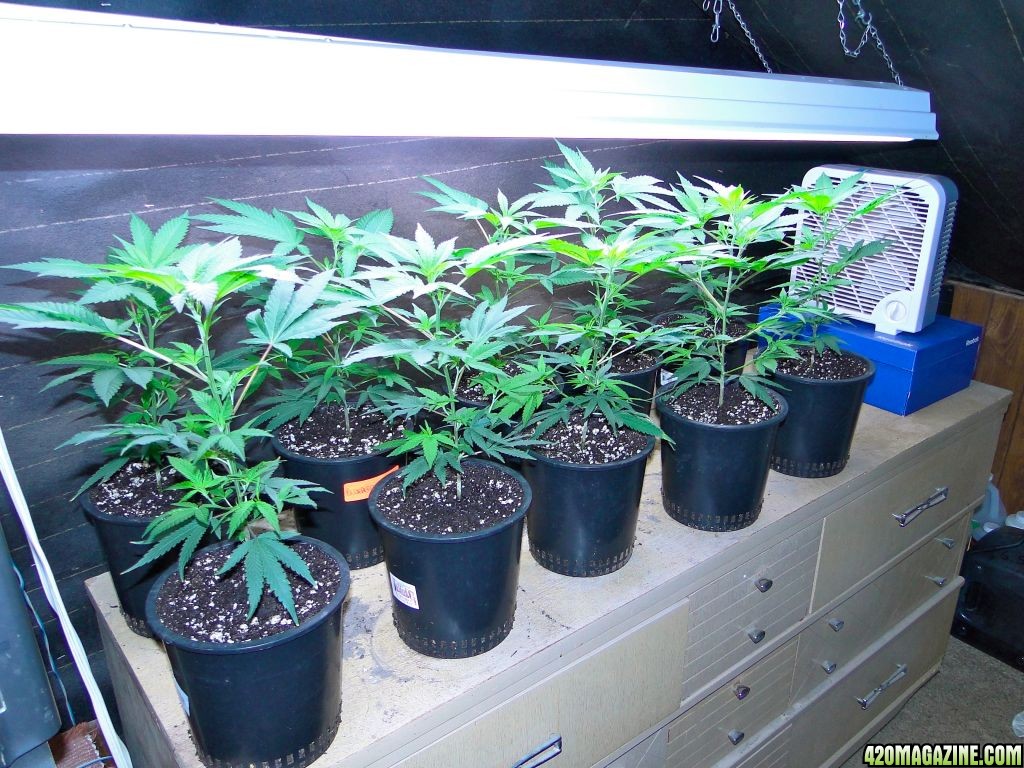 Blueberry_x_Cheese_Clones1