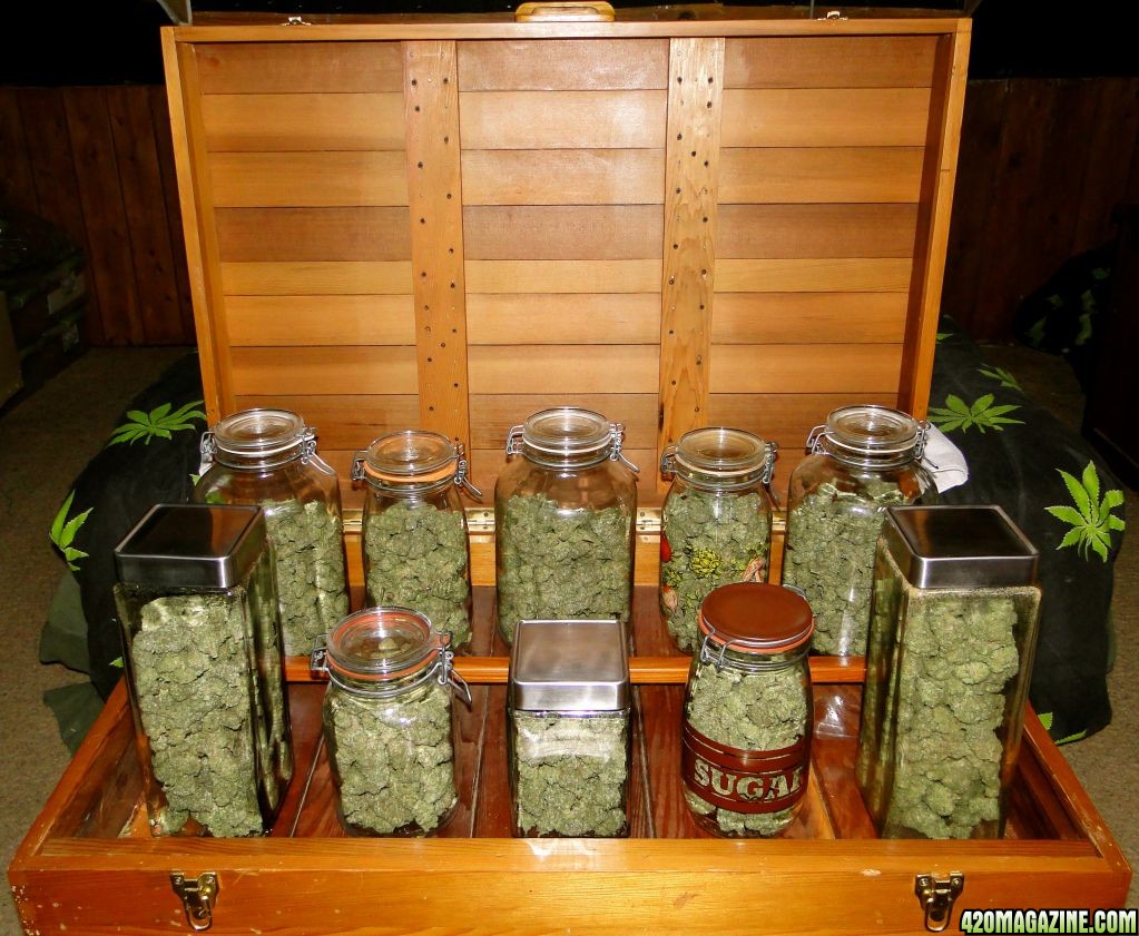 Blueberry_x_Cheese_in_Curing_Jars