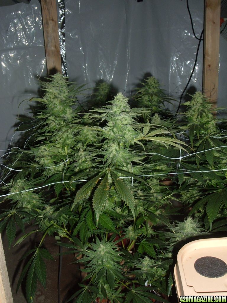 bluebery plants day 44