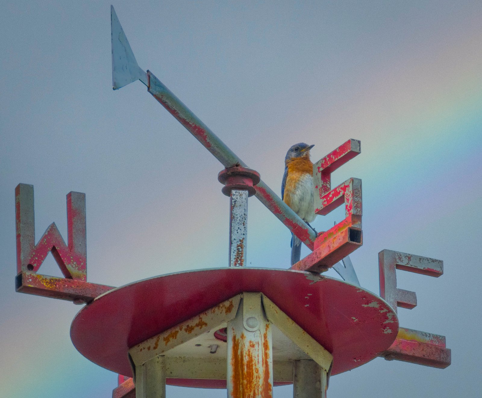 Bluebird and Rainbow.jpg