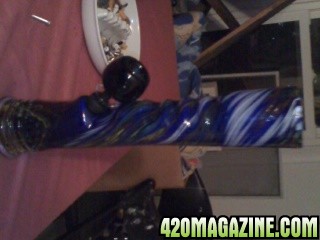 bluebong1