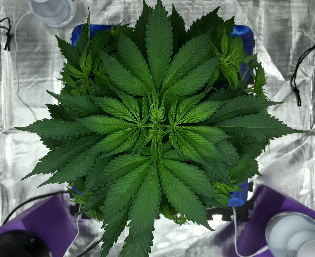 BlueDream#1-day37.jpeg