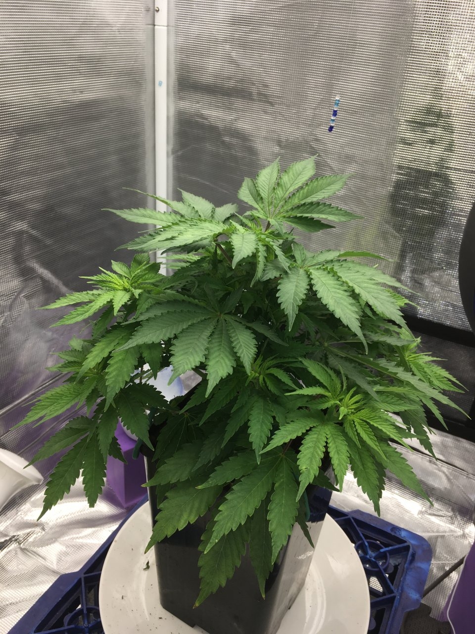 BlueDream#1-day46c.jpeg