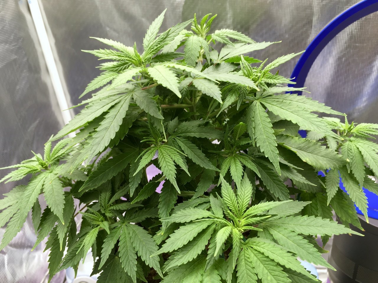 BlueDream#1-day56-sidebranching.jpeg