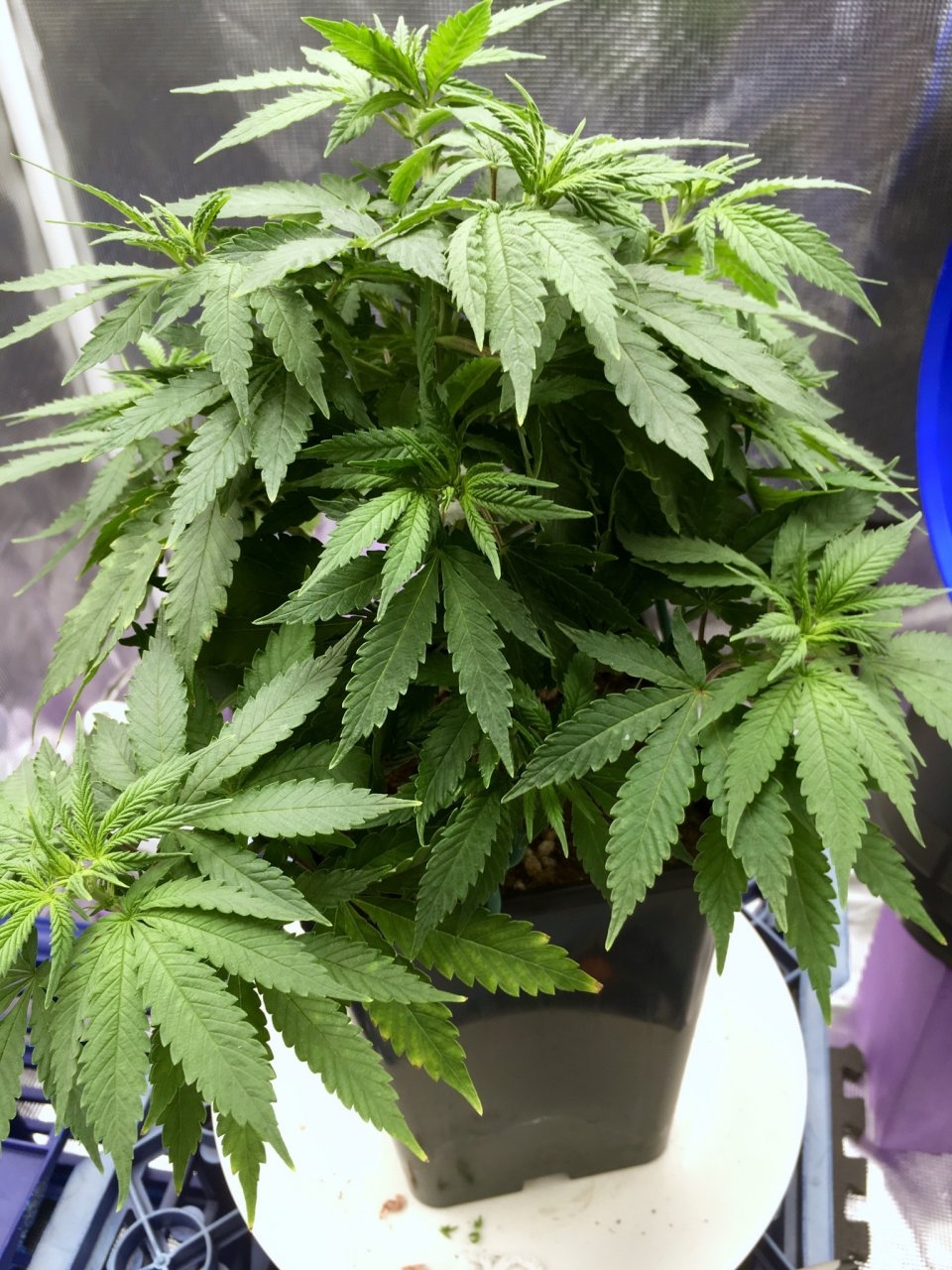 BlueDream#1-day56-sidebranching2.jpeg