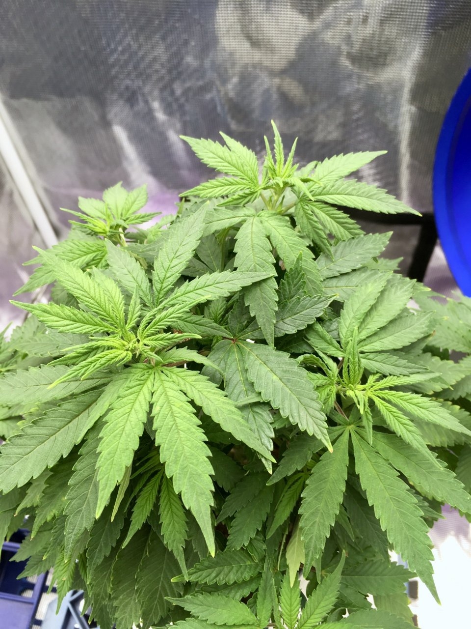 BlueDream#1-day56-topshoots.jpeg