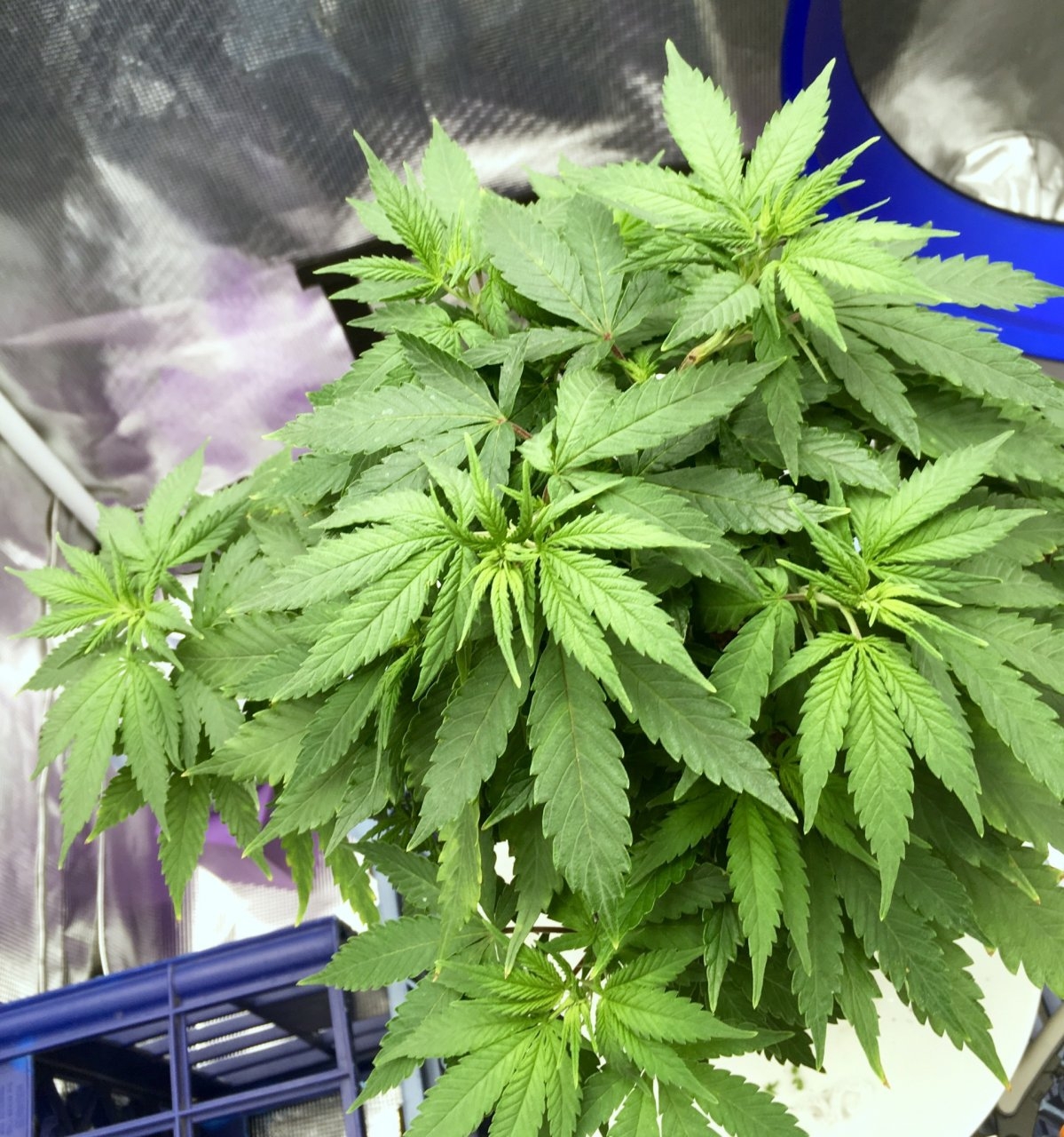 BlueDream#1-day56-topview.jpeg