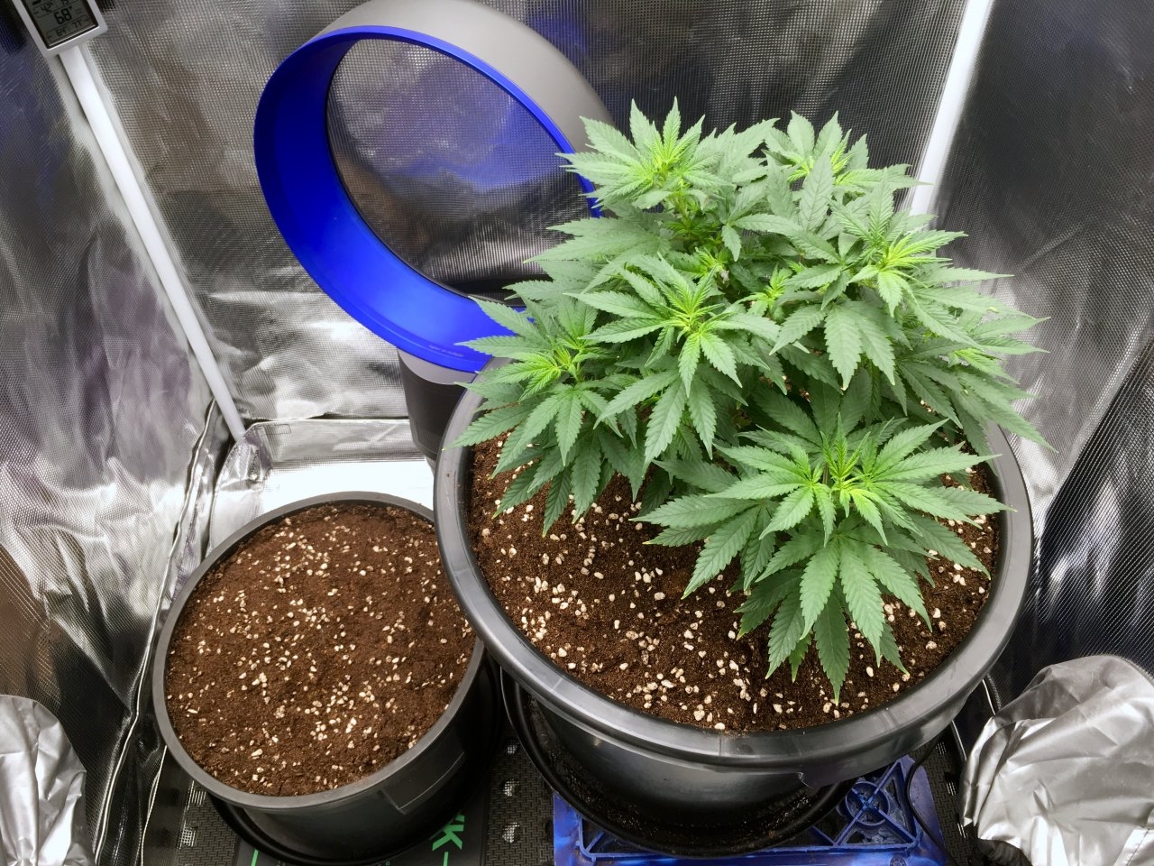 BlueDream#1-MorningAfterTransplant2.jpeg