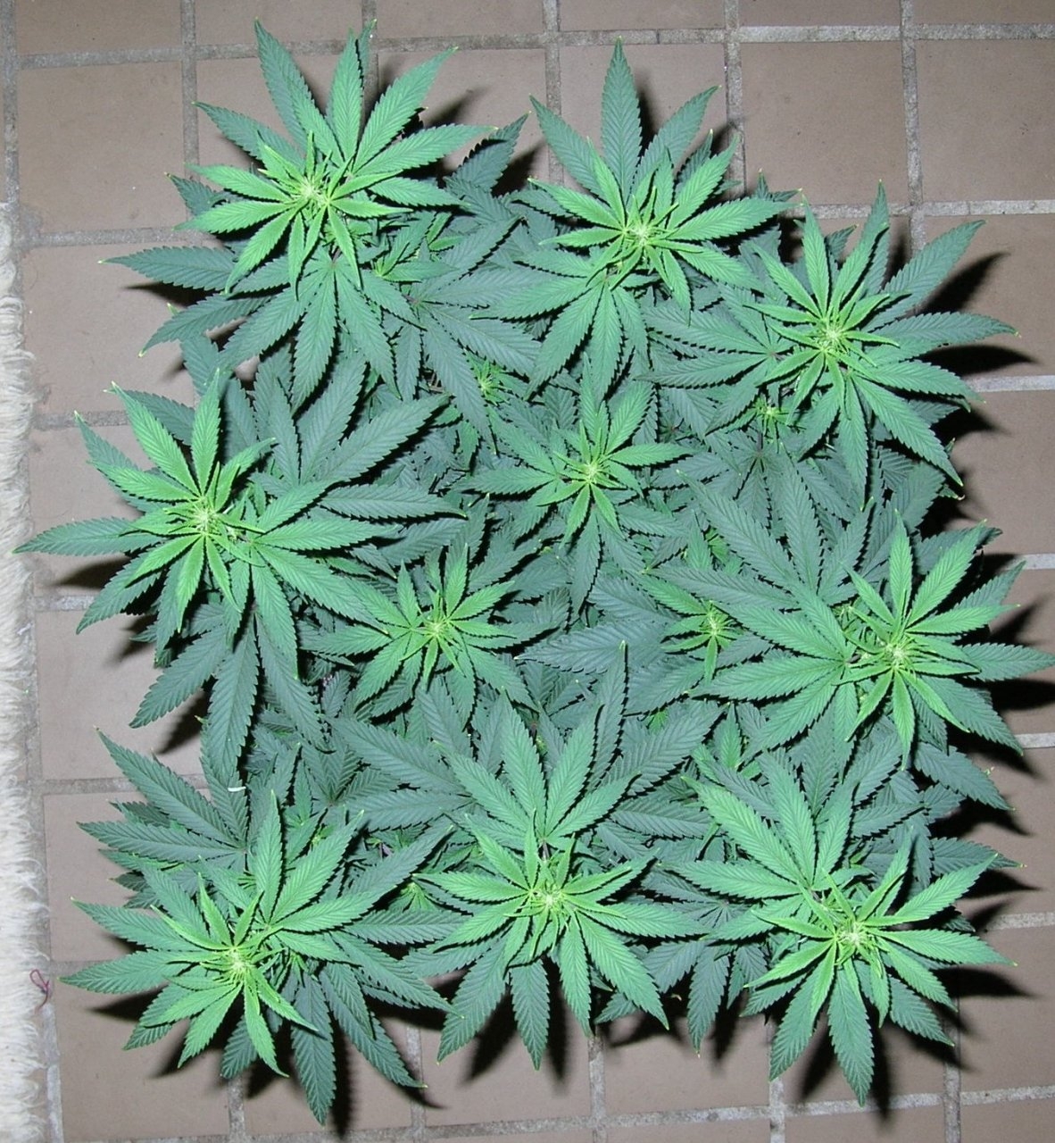 BlueDream - 10 days