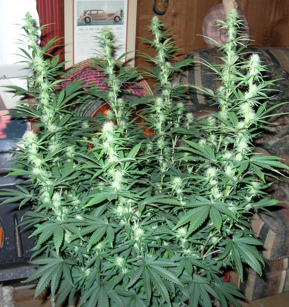 BlueDream - 23 days