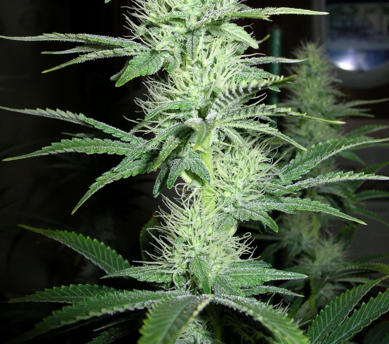 BlueDream - 30 days