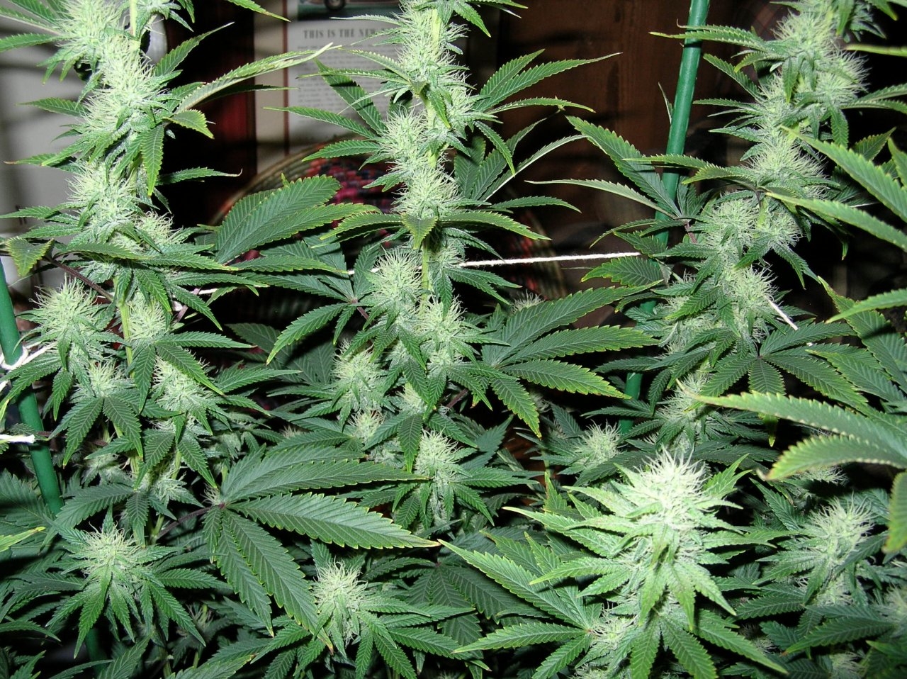 BlueDream - 30 days