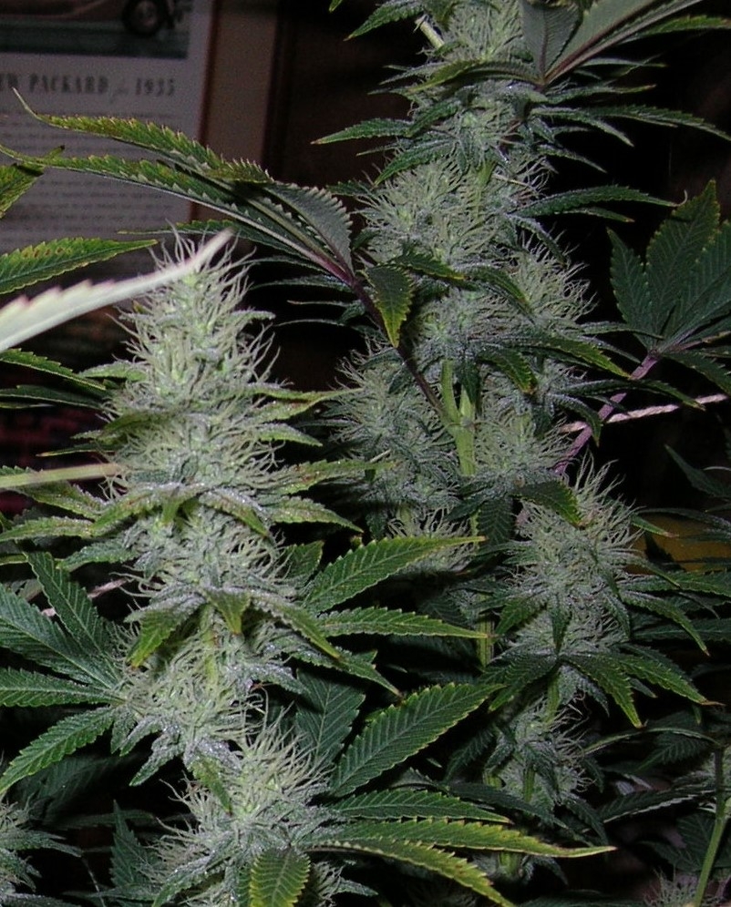 BlueDream - 37 days