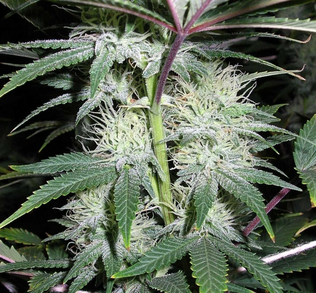 BlueDream - 37 days