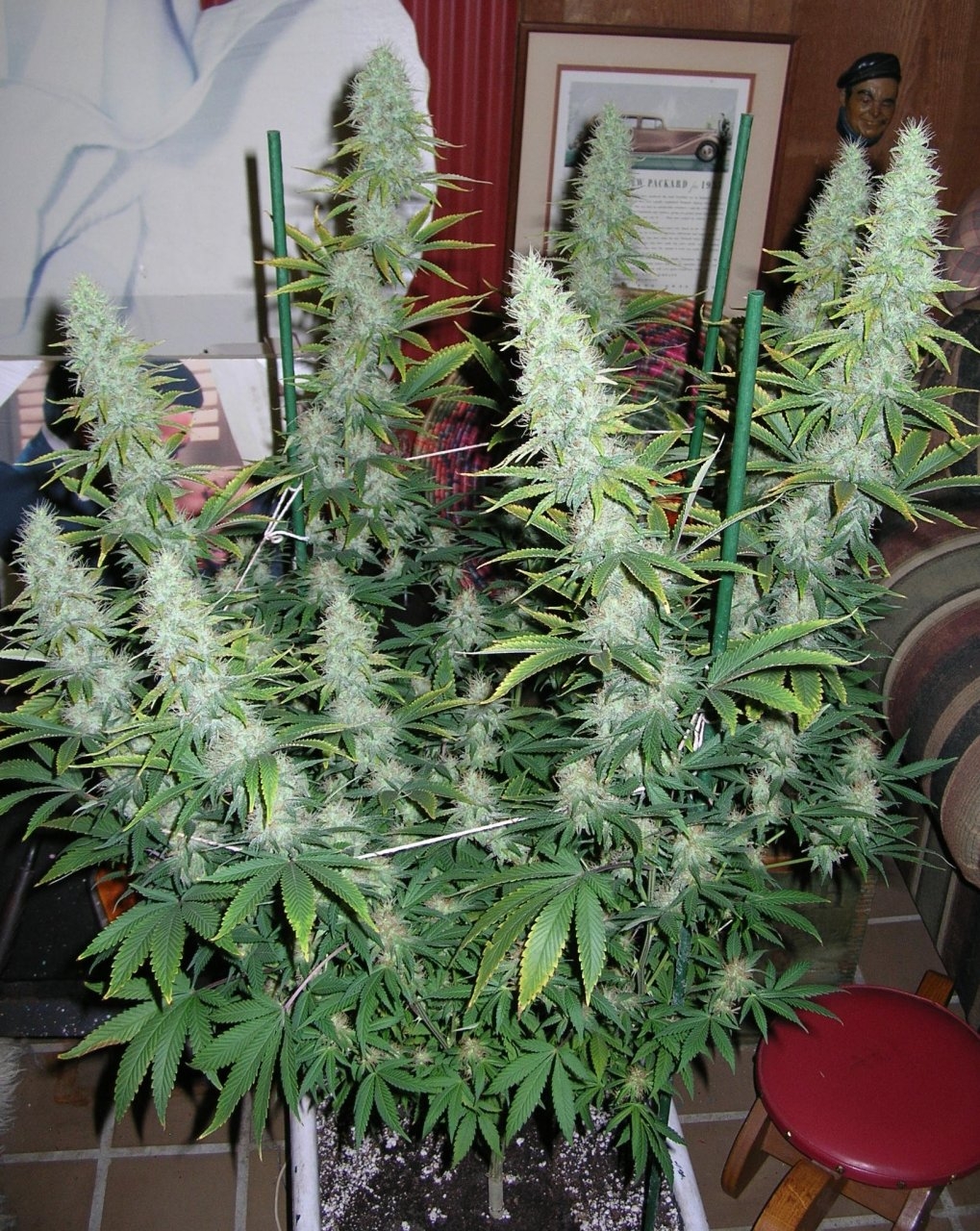 BlueDream - 44 days