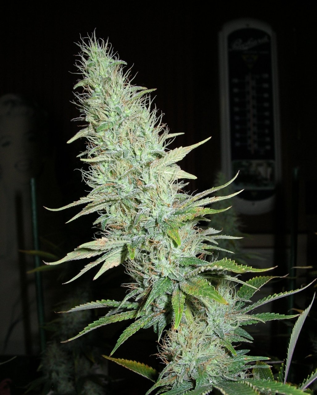 BlueDream - 44 days