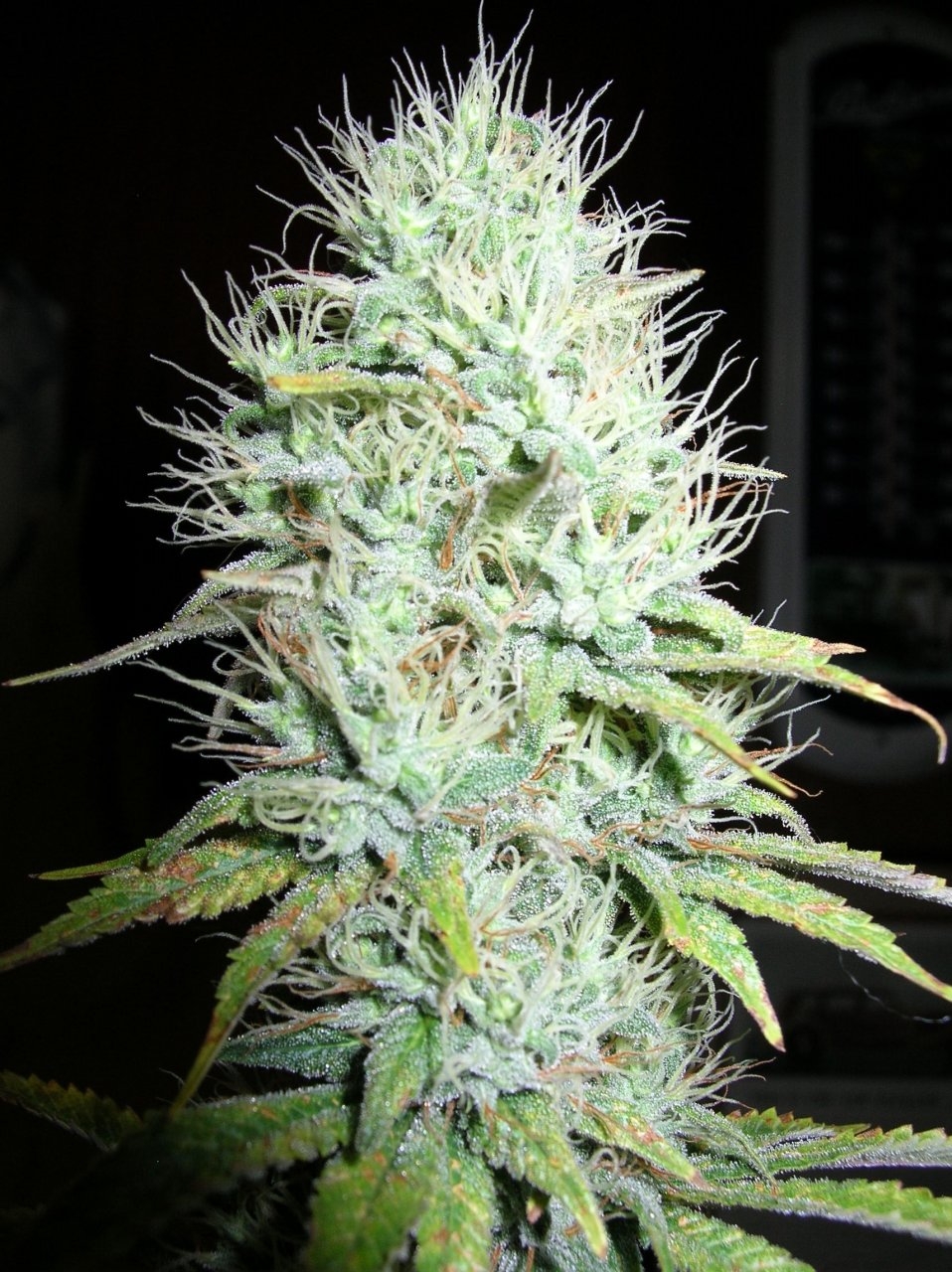 BlueDream - 44 days