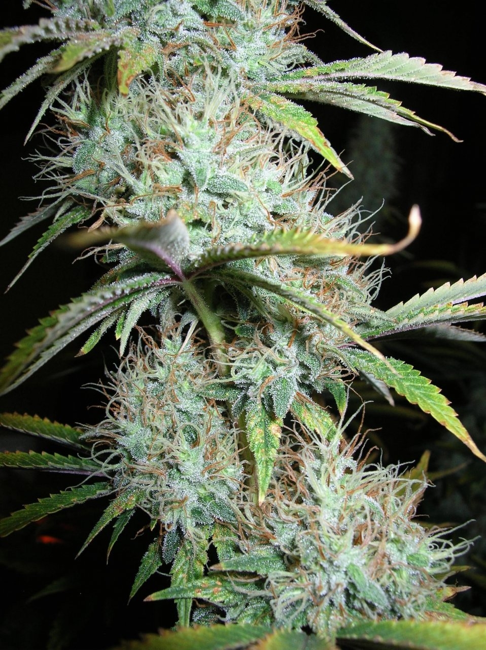 BlueDream - 51 days