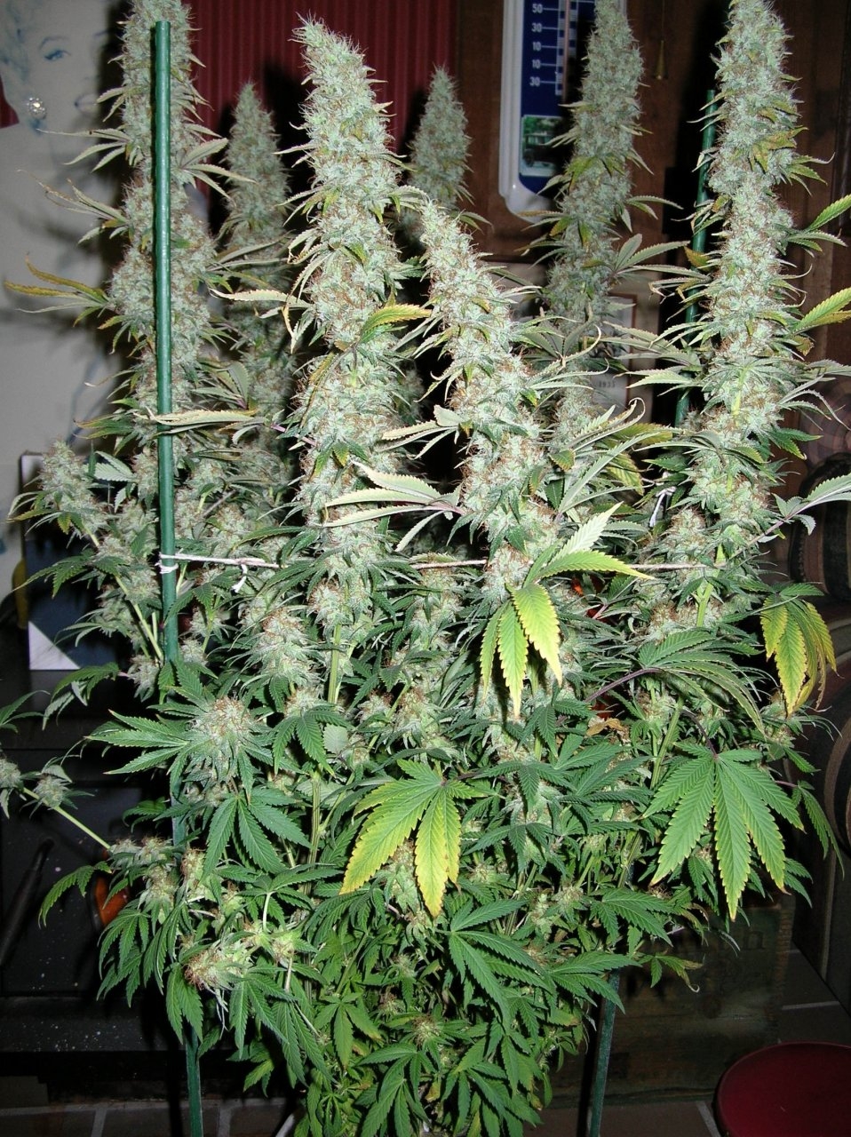 BlueDream - 58 days