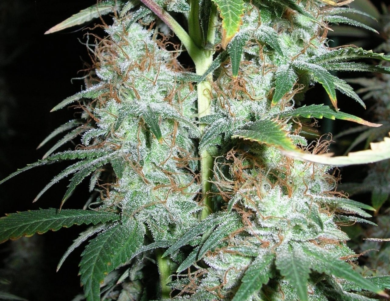 BlueDream - 58 days