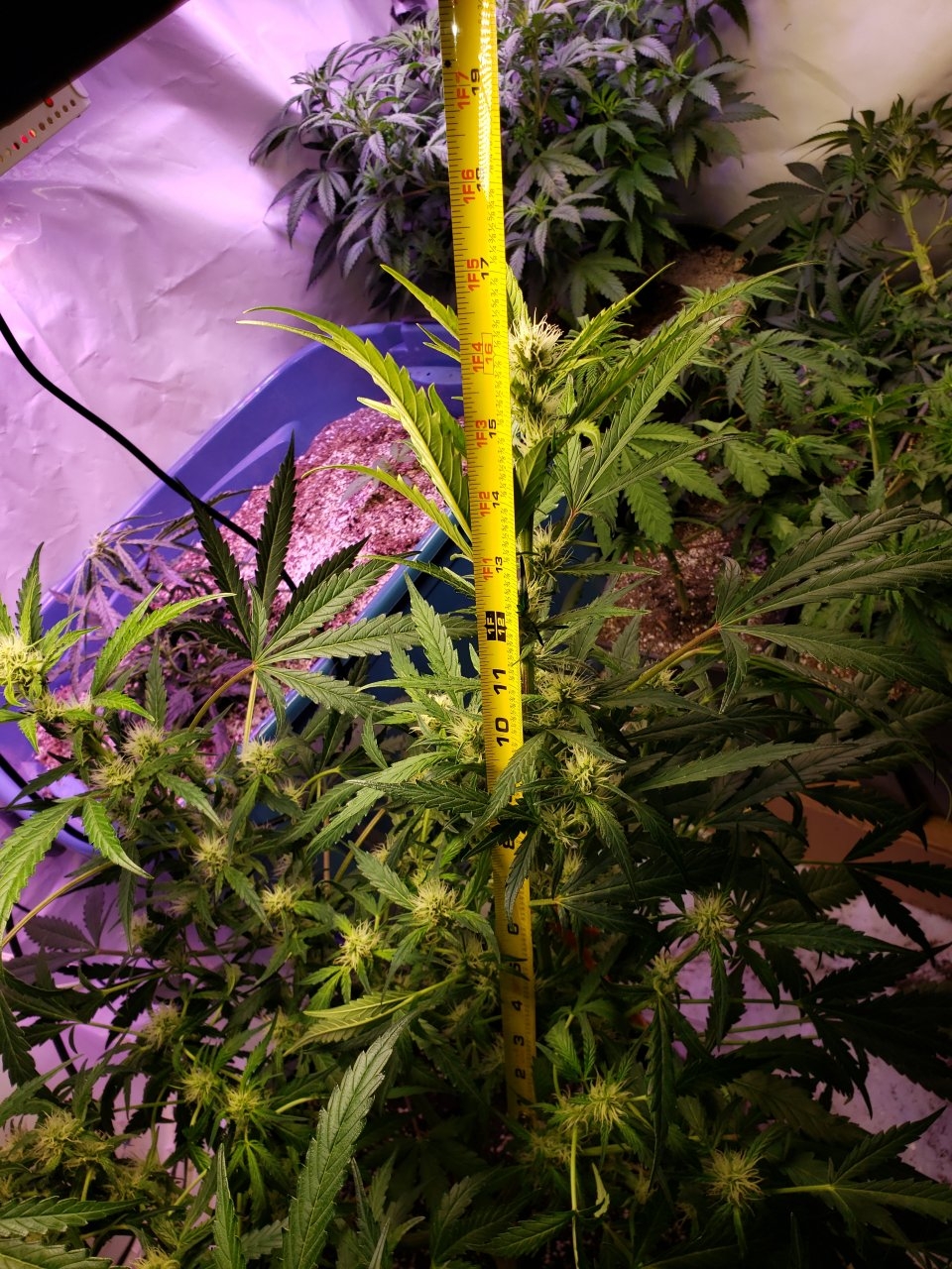 Bluedream Auto 16.5 inch cola