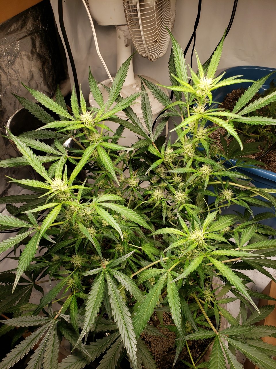 Bluedream Auto after leaf tucking training