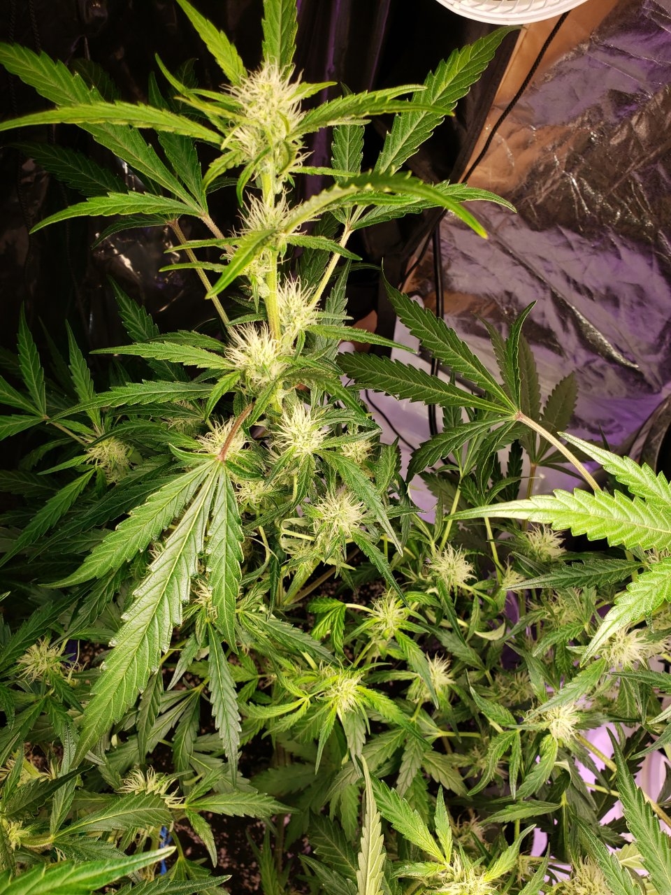 Bluedream Auto flower shot