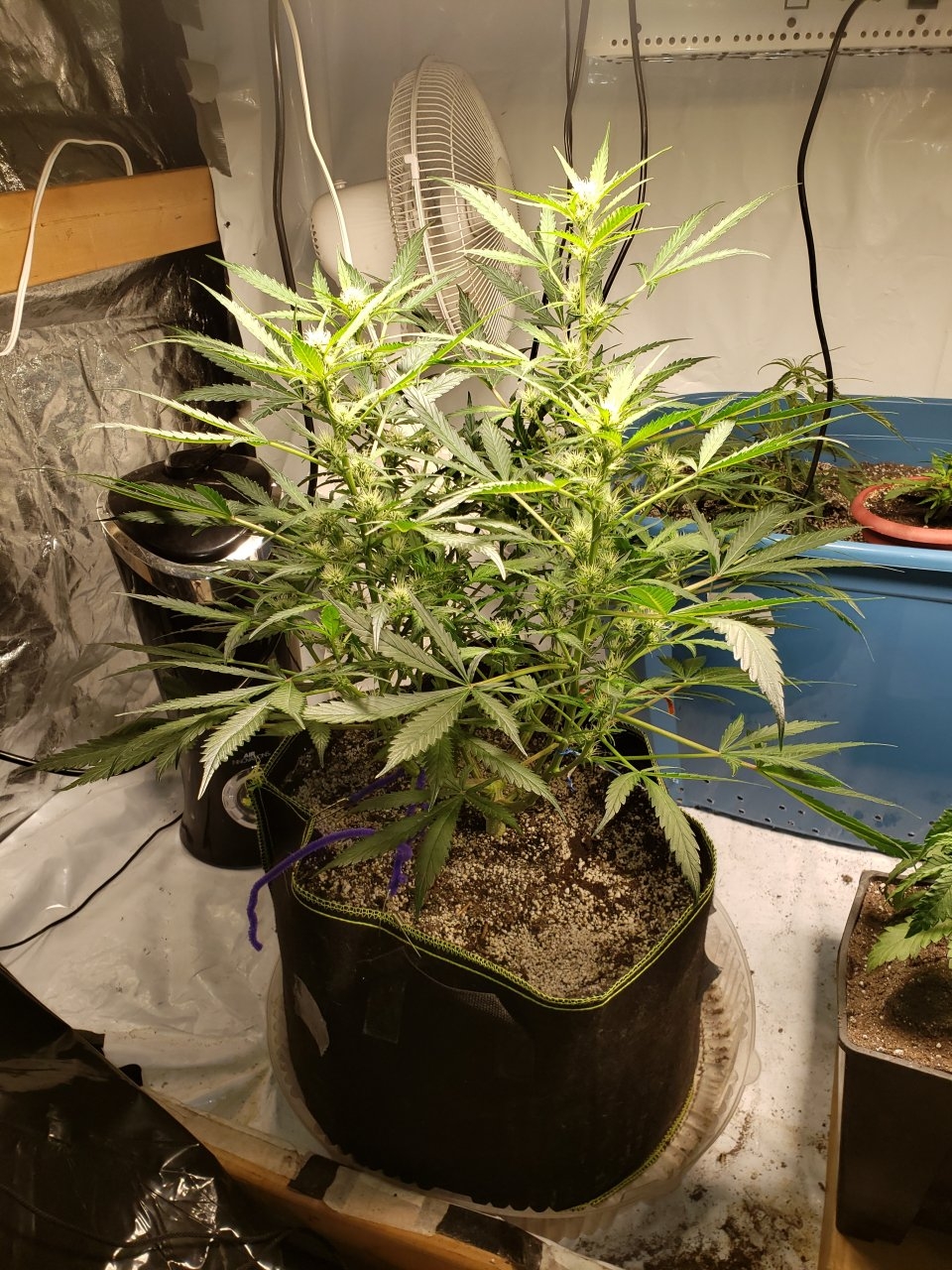 Bluedream Auto full body shot