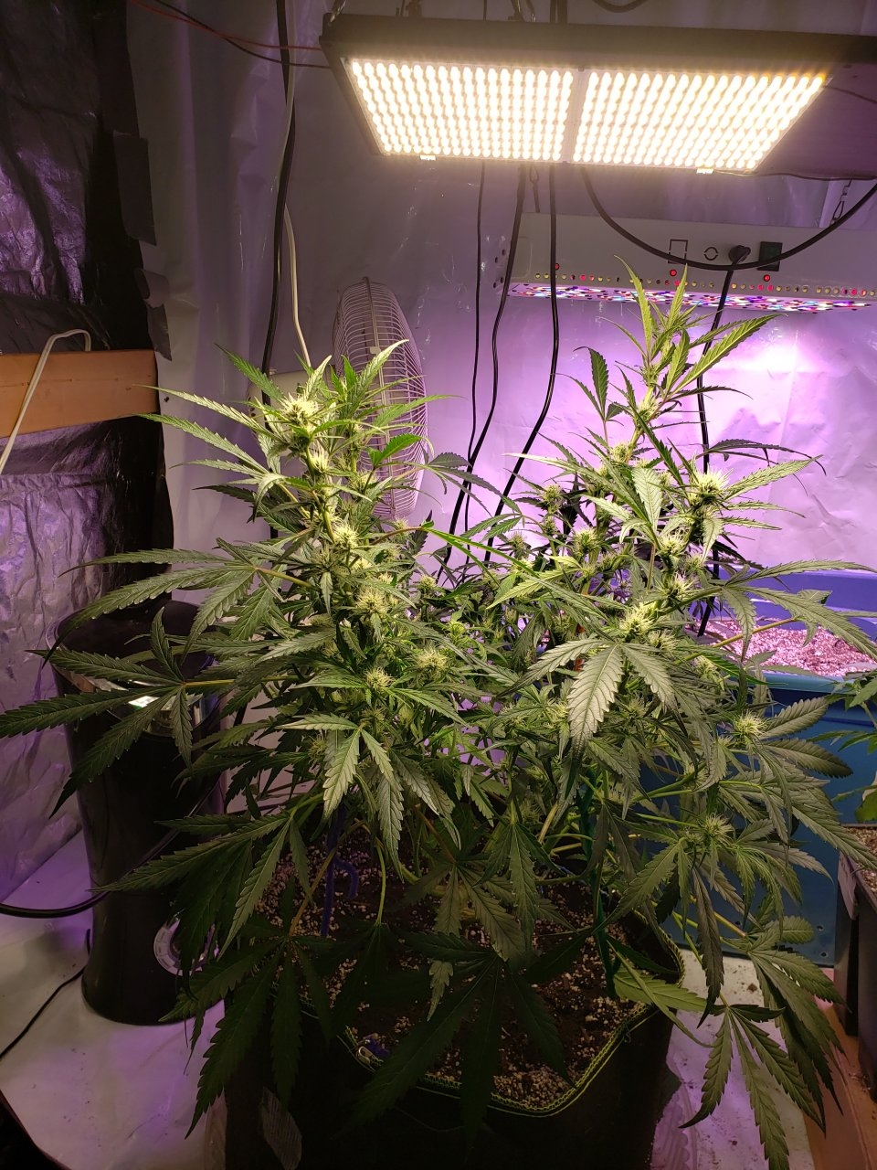 Bluedream Auto side view after more LST