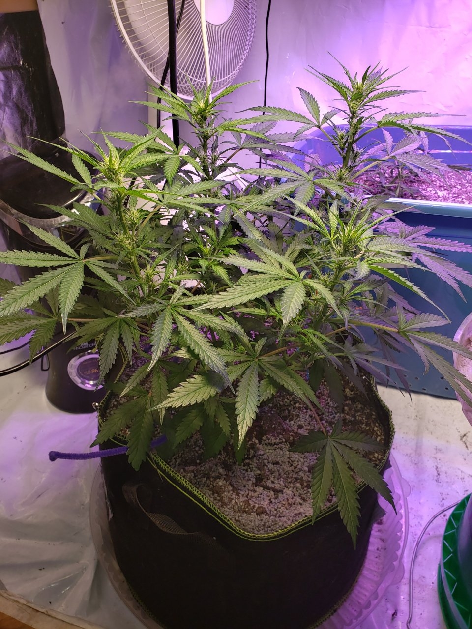 Bluedream Auto starting to flower out nicely